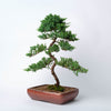 Juniper Bonsai - approx 620mm high x 350mm wide / Juniperus pingii / Brown Ceramic Pot(per item)