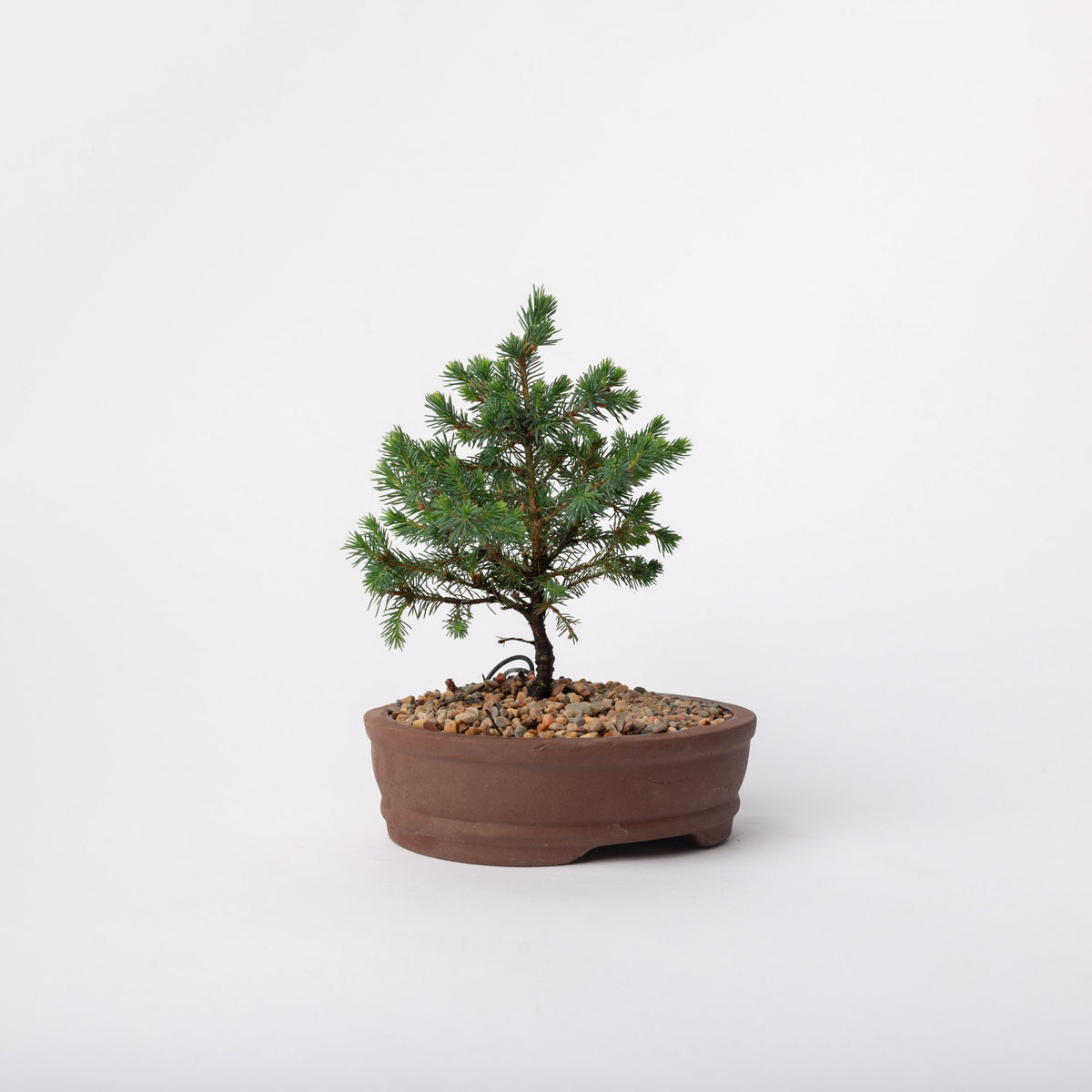 picea mariana bonsai tree Dwarf Spruce Bonsai / Picea mariana nana / Brown Ceramic Pot (per item –  Flolla