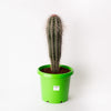 Cactus - Pachycereus Pringlei / 300mm Pot / Cactus Height - Approx - 500mm (per item)