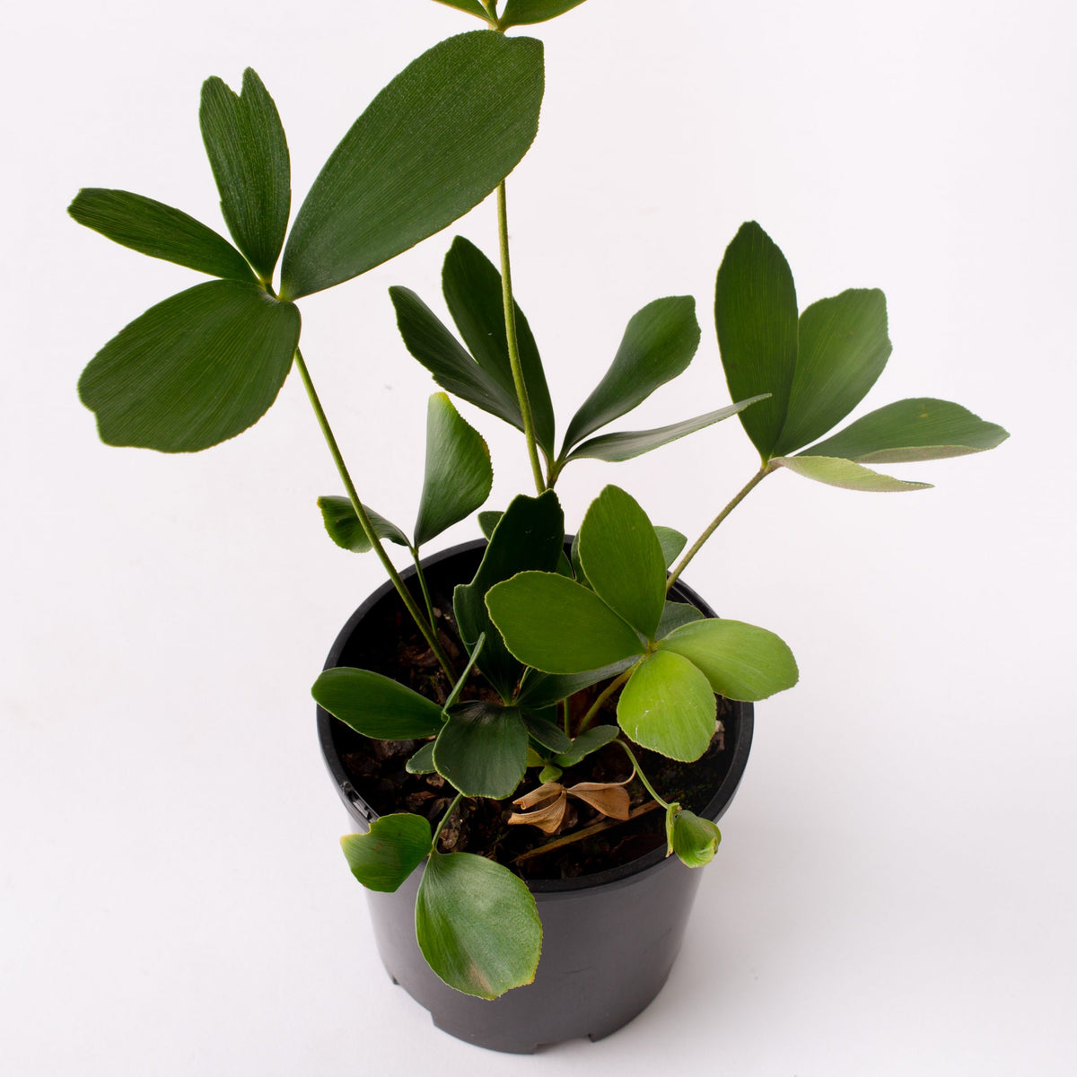 cardboard plant indoors Cardboard Palm/ Cycad / Zania Furfuracea / 140mm Pot (per item) – Flolla
