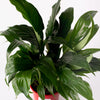 Peace Lilly/Spathiphyllum/175mm Pot(per item)