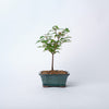 Trident Maple / Acer buergerianum/ Bonsai/ Blue Ceramic Pot (per item)