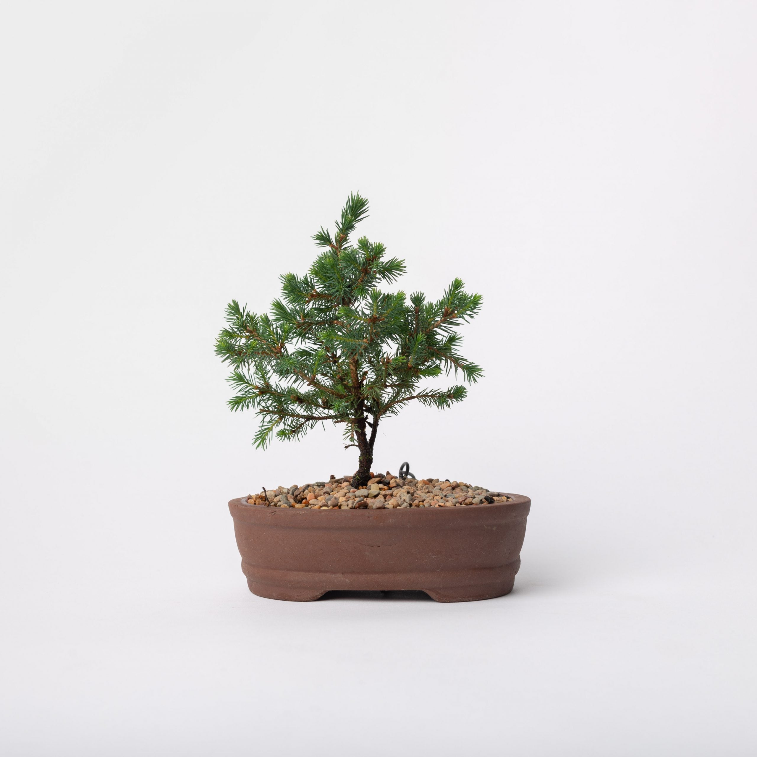Dwarf Spruce Bonsai / Picea mariana nana / Brown Ceramic Pot (per item –  Flolla