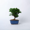 Hinoki Cypress Bonsai / Chamaecyparis obtusa nana / Blue Ceramic Pot (per item)