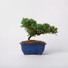 Juniper Bonsai / Juniperus Pingil/ Blue Ceramic Pot (per item)