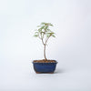 Trident Maple Bonsai / Acer buergerianum / Blue Ceramic Pot (per item)