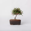 Dwarf Fusia Bonsia / Fuchsia species / Brown Ceramic Pot (per item)
