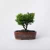 Plumosa Cypress / Chamaecyparis plsifera Plumosa / Brown Ceramic Pot (per item)