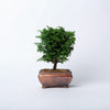 Hinoki Cypress Bonsai / Chamaecyparis obtusa nana / Brown Ceramic Pot (per item)