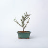 Cotoneaster Bonsai / Cotoneaster horizontalis/ Green Ceramic Pot (per item)