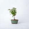 Trident Maple Bonsai / Acer buergerianum / Green Ceramic Pot (per item)