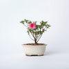 Satsuki Chinzan Bonsai / Rhododendron indicum Chinzan / White Ceramic Pot (per item)