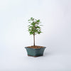 Trident Maple / Acer buergerianum/ Bonsai/ Blue Ceramic Pot (per item)