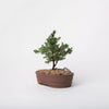 Dwarf Spruce Bonsai / Picea mariana nana / Brown Ceramic Pot (per item)