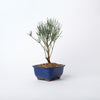 She-Oak Bonsai/ Allocasuarina species / Blue Ceramic Pot (per item)
