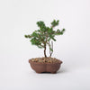Dwarf Spruce Bonsai / Picea mariana nana / Brown Ceramic Pot (per item)