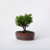 Plumosa Cypress / Chamaecyparis plsifera Plumosa / Brown Ceramic Pot (per item)