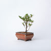 Satsuki Koran Bonsai / Rhododendron indicum Korin/ Brown Ceramic Pot (per item)