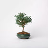 Boulevard Cypress Bonsai / Chamaecyparis plsifera / Green Ceramic Pot (per item)