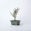 Cotoneaster Bonsai / Cotoneaster horizontalis/ Green Ceramic Pot (per item)
