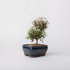 Dwarf Fusia Bonsia / Fuchsia species / Blue Ceramic Pot (per item)