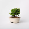 Plumosa Cypress / Chamaecyparis plsifera Plumosa / White Ceramic Pot (per item)