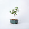 Trident Maple / Acer buergerianum/ Bonsai/ Blue Ceramic Pot (per item)