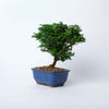 Hinoki Cypress Bonsai / Chamaecyparis obtusa nana / Blue Ceramic Pot (per item)