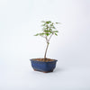 Trident Maple Bonsai / Acer buergerianum / Blue Ceramic Pot (per item)