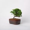 Juniper Bonsai / Juniperus Pingil/ Brown Ceramic Pot (per item)