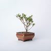 Satsuki Koran Bonsai / Rhododendron indicum Korin/ Brown Ceramic Pot (per item)