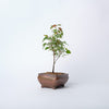 Trident Maple Bonsai / Acer buergerianum / Brown Ceramic Pot (per item)