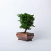 Hinoki Cypress Bonsai / Chamaecyparis obtusa nana / Brown Ceramic Pot (per item)