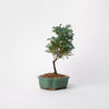 Boulevard Cypress Bonsai / Chamaecyparis plsifera / Green Ceramic Pot (per item)