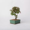 Dwarf Fusia Bonsia / Fuchsia species / Green Ceramic Pot (per item)