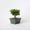 Plumosa Cypress / Chamaecyparis plsifera Plumosa / Green Ceramic Pot (per item)