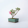 Satsuki Chinzan Bonsai / Rhododendron indicum Chinzan / Green Ceramic Pot (per item)