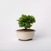 Plumosa Cypress / Chamaecyparis plsifera Plumosa / White Ceramic Pot (per item)
