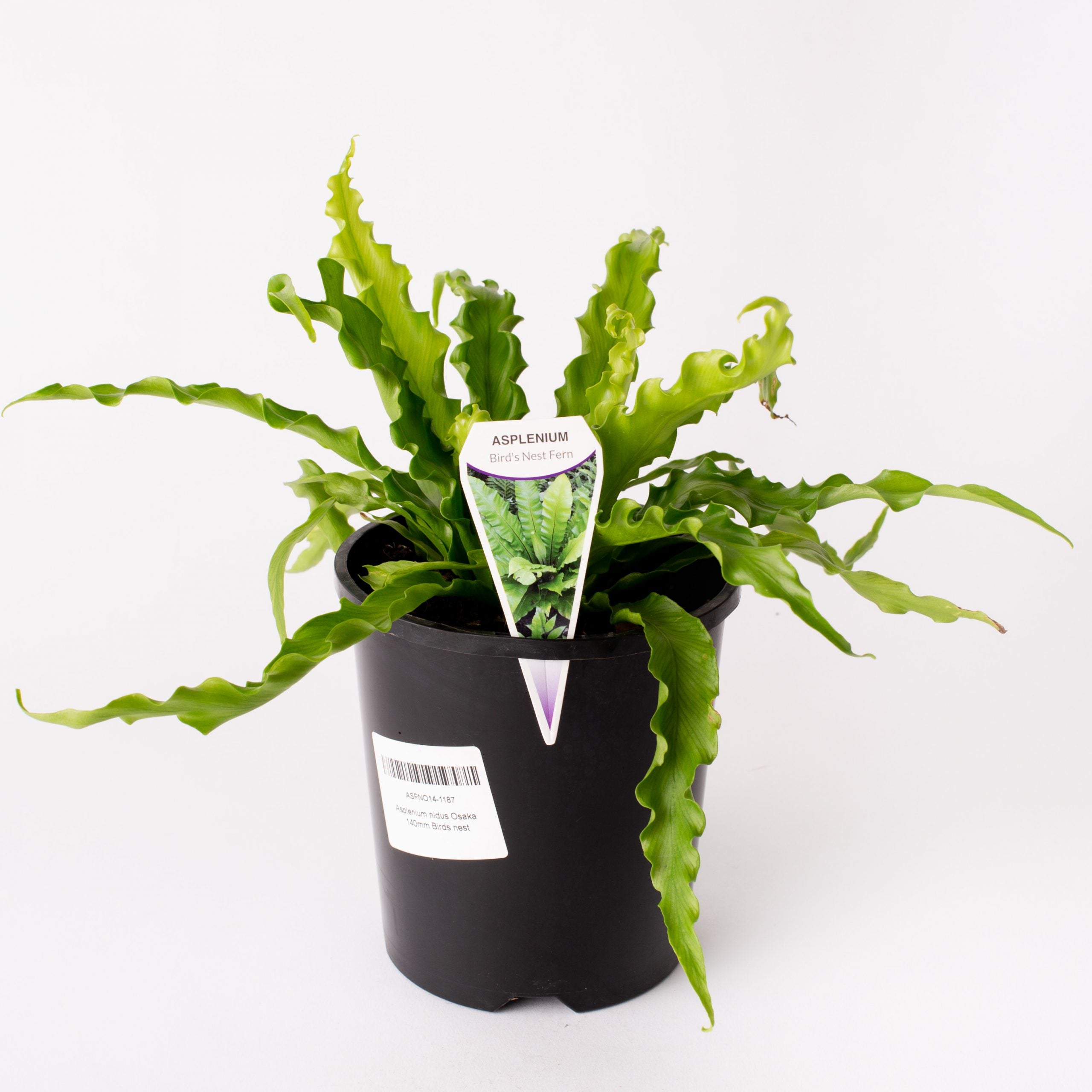 bird's nest fern osaka Birds Nest Fern/ Asplenium Nidus Osaka/ 140mm Pot(per item) – Flolla