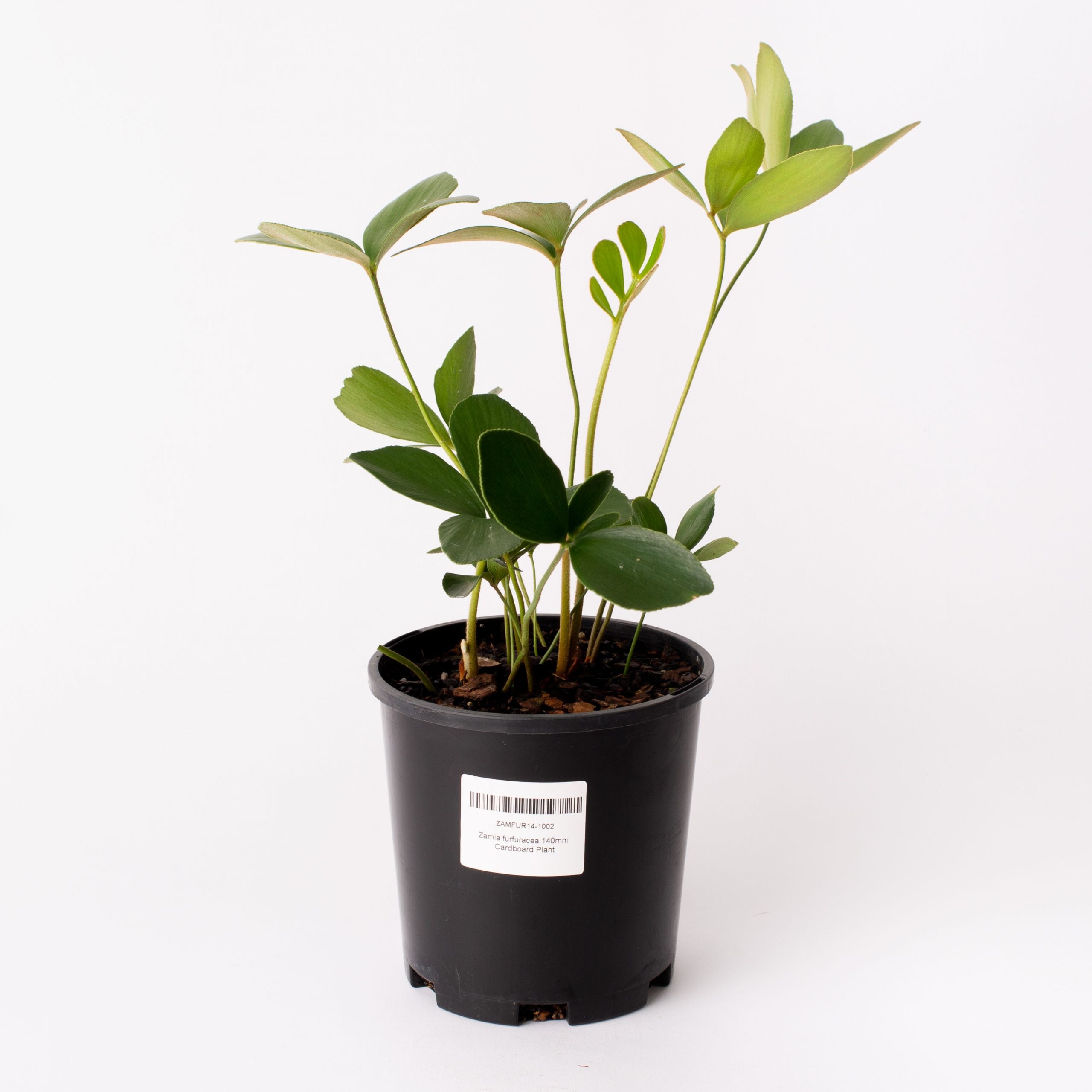cardboard plant indoors Cardboard Plant /Cycad / Zamia Furfuracea/ 140mm Pot (per item) – Flolla