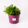 Coriander/ Culinary Herb / Coriandrum sativum/ 200mm Pot (per item)
