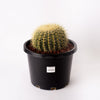 Golden Barrell Cactus/ Echinocactus grusonii /Approx - Cactus Height - 150mm / 330mm Pot (per item)