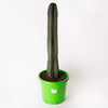 Cactus / Ethinopsis Scopulicola / Approx Cactus Height - 750mm / 330ml Pot (per item