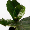 Ficus Lyrata / Fiddle Leaf / 200mm Pot (per item)