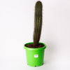 Organ Pipe Cactus - Lemairocereus - Thurberi /Approx - Cactus Height - 600mm / 300mm Pot (per item)