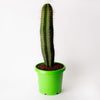Cactus - Lemairocereus Mantana / 300ml Pot / Cactus Height - Approx - 650mm (per item)