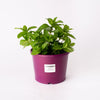 Mint / Culinary Herb / 200mm Pot (per item)