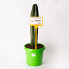 Pachycereus Marginatus / Green Pole Cactus / 300mm Pot/ Cactus Height - Approx - 700mm (per item)