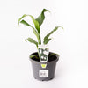 Peace Lily / Spathiphyllum / 130mm Pot (per item)