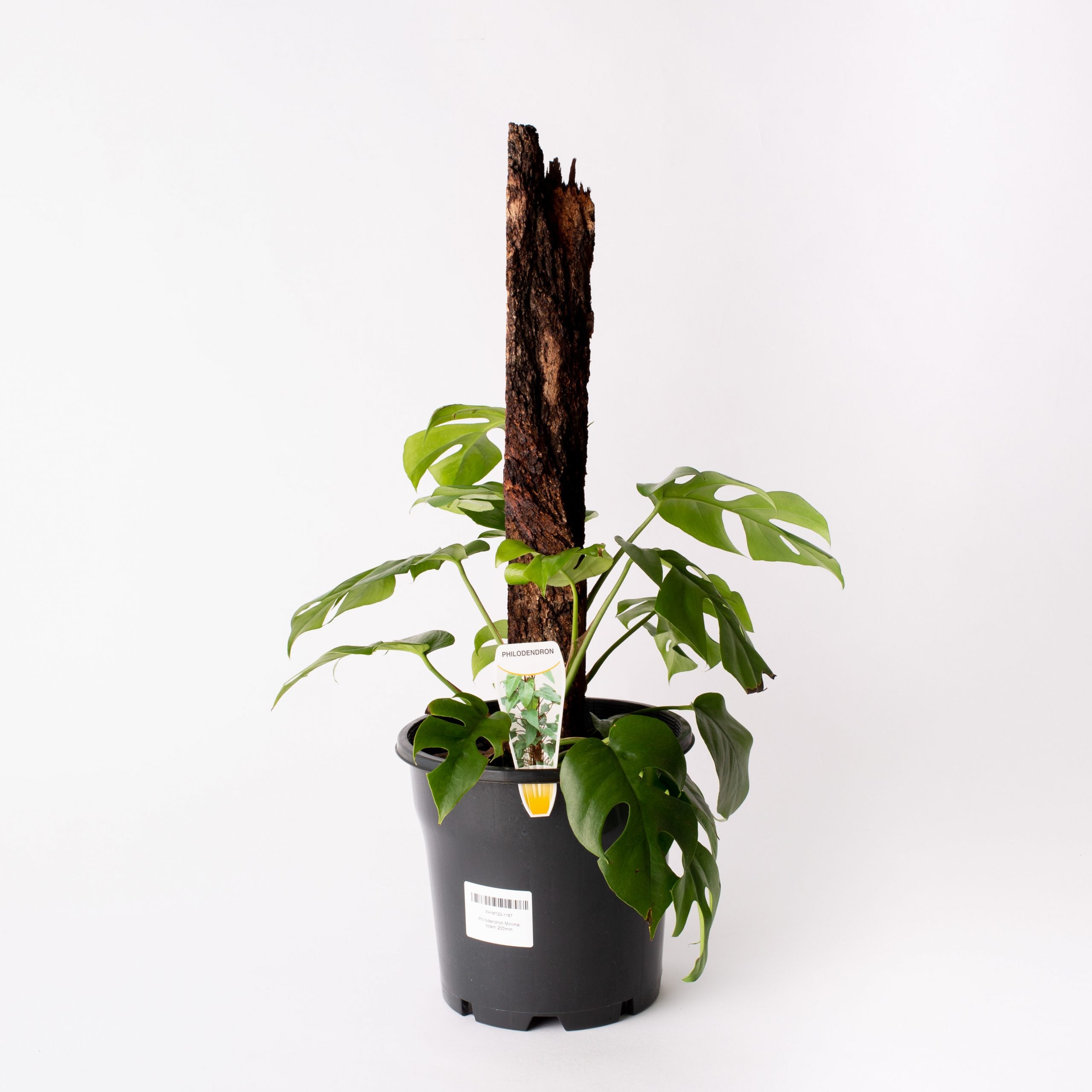 minima philodendron Philodendron Minimi / 200mm Pot (per item) – Flolla